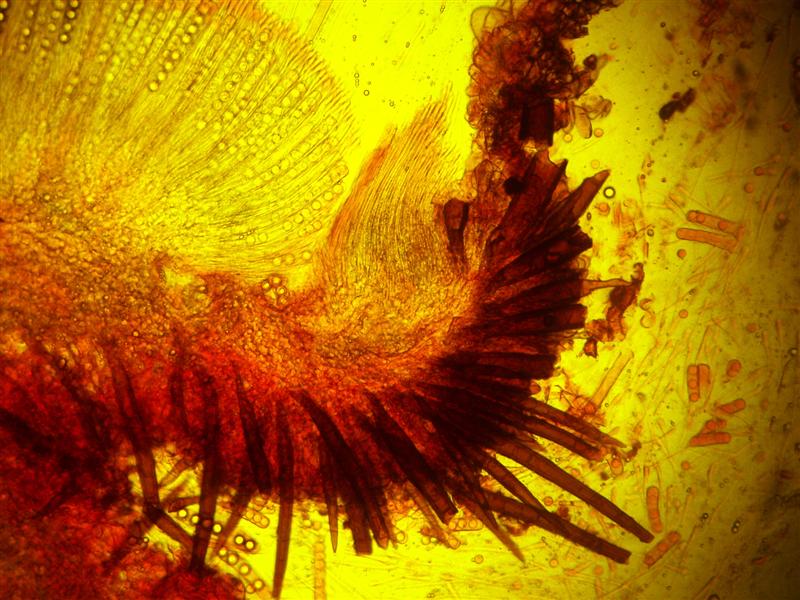 Altra Scutellinia da determinare